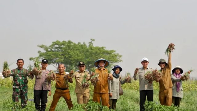 Bawang Merah Serang Punya Potensi Besar, Pemkab Siapkan Strategi Tingkatkan Produksi dan Pendapatan Petani